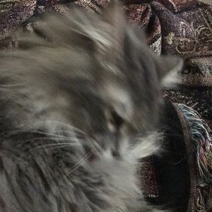 Meet your Posher, Sylvia